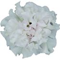 Bild von Petunia double P12 White